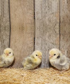 Silver Sebright Bantam